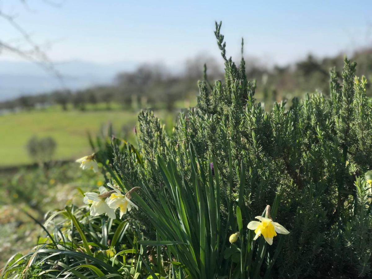 Agriturismo Casallario Volterra Ngoại thất bức ảnh